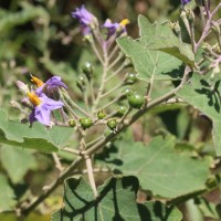 Solanum violaceum Ortega